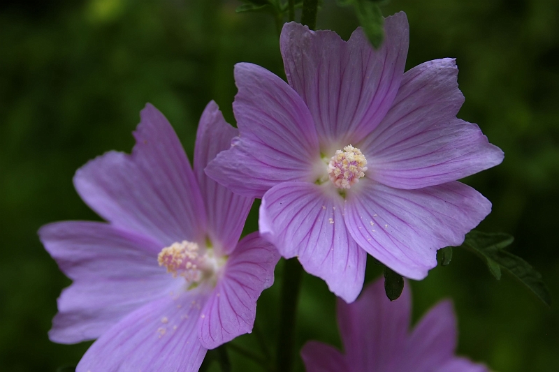 flower_1595.jpg